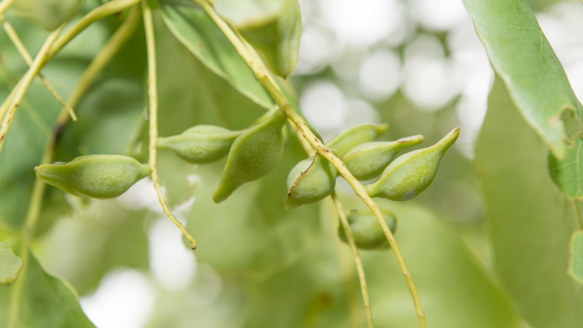 kakadu plums australian native foods