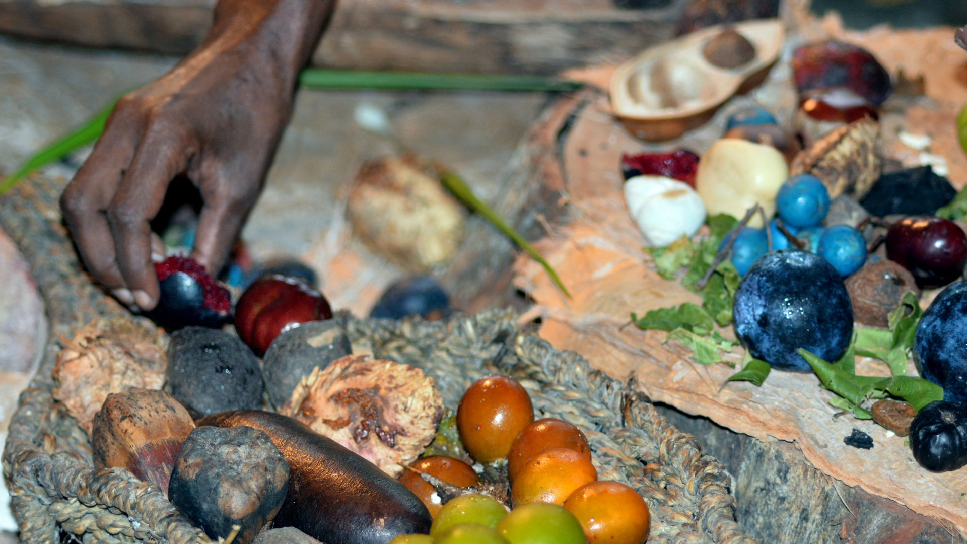 Yerrganydji Aboriginal woman hand assorting fruit and seeds eaten by the Indigenous Australian peoples